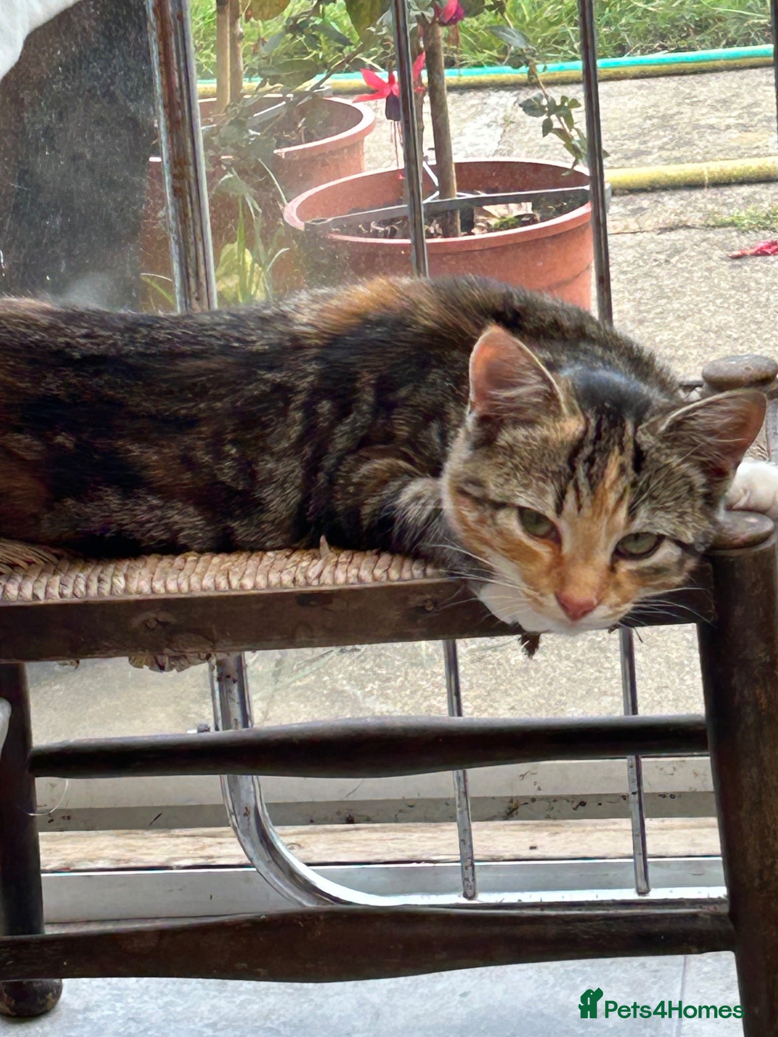 Mixed Breed cats 4 Kittens for sale  - Advert 12