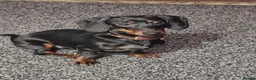 Dachshund dogs for sale: 2 Smooth Haired Dachsunds - Advert 2
