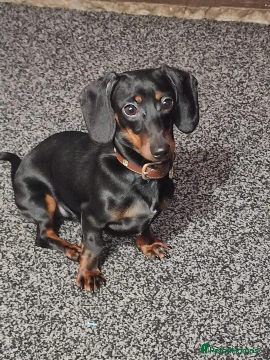 Dachshund dogs for sale: 2 Smooth Haired Dachsunds - Advert 2