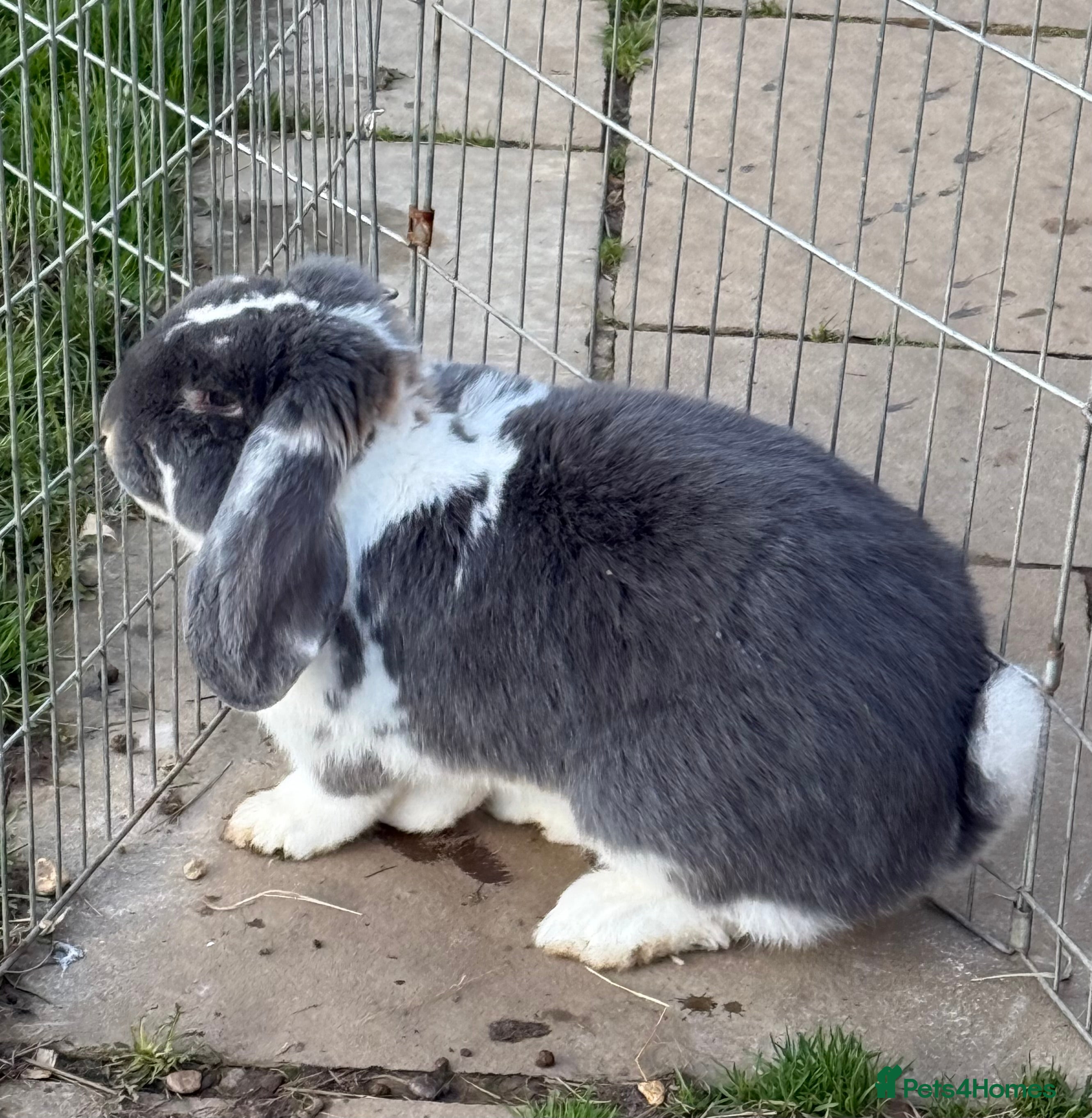 French Lop rabbits Vaccinated Stunning blue otter butterfly boy  - Advert 5