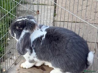 French Lop rabbits Vaccinated Stunning blue otter butterfly boy - Advert 5