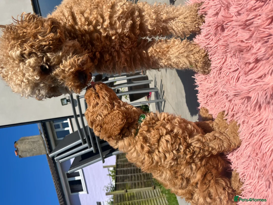 Mixed Breed dogs for sale: Australian Labradoodle Puppies (COMING SOON) - Advert 6