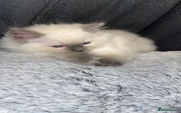 Ragdoll cats for sale: Cute Ragdoll kitten for sale ready for rehoming  - Advert 7
