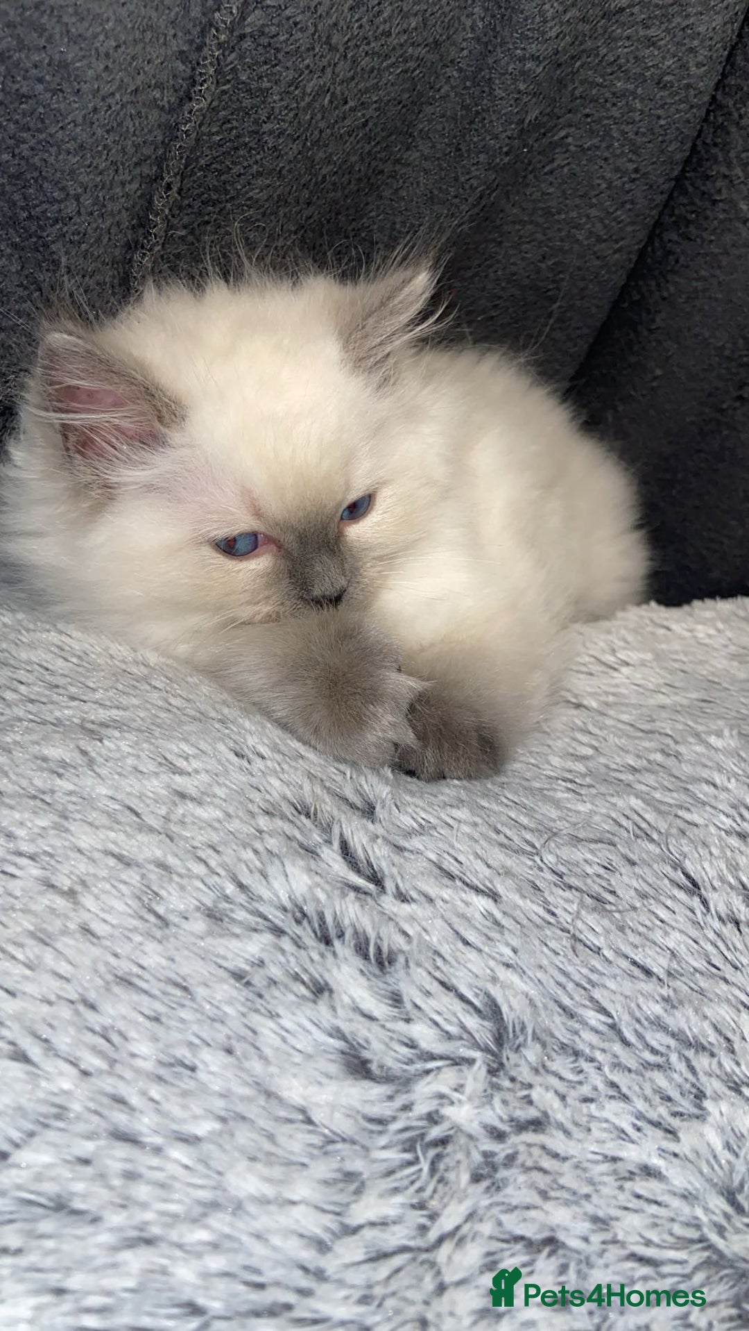 Ragdoll cats for sale: Cute Ragdoll kitten for sale ready for rehoming  - Advert 7