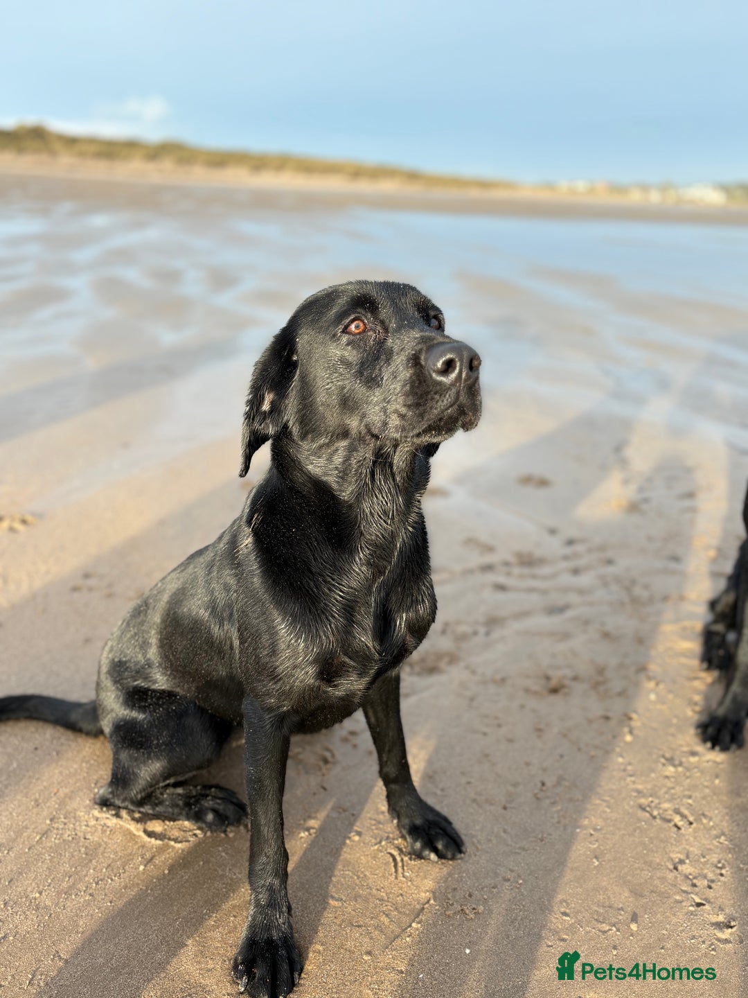 Springador dogs for sale: Beautiful black Working springadors  - Advert 2