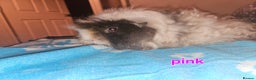 Guinea Pig rodents for sale: Lunkarya - Advert 2