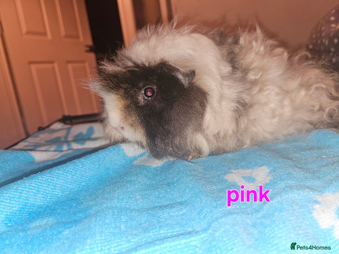Guinea Pig rodents for sale: Lunkarya - Advert 2