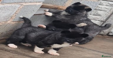 Akita dogs - Advert 3