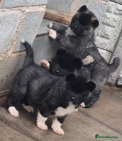 Akita dogs - Advert 1