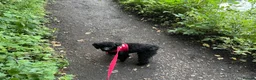 Toy Poodle dogs for sale: Black toy poodle in Manchester - Advert 13