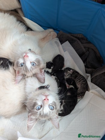 Ragdoll cats - Advert 1