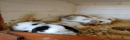 Mini Lop rabbits for sale: Mini lops  - Advert 3