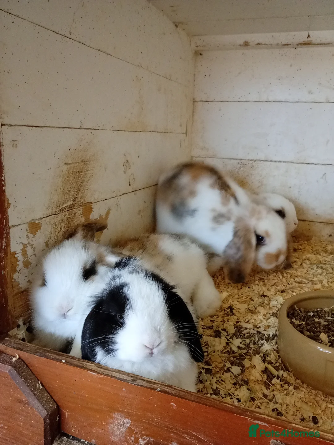 Mini Lop rabbits for sale: Mini lops  - Advert 3
