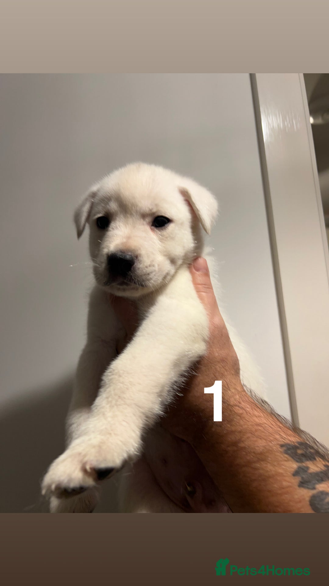 Mixed Breed dogs for sale: Mixed breed cane corso/Akita - Advert 3