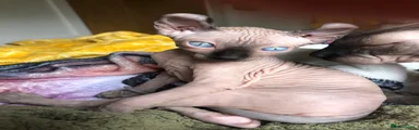 Sphynx 2