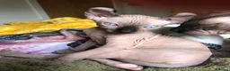 Sphynx cats for sale: Sphynx kittens - Advert 4