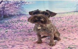 Miniature Schnauzer dogs for sale: KC miniature schnauzer (house trained) - Image 8