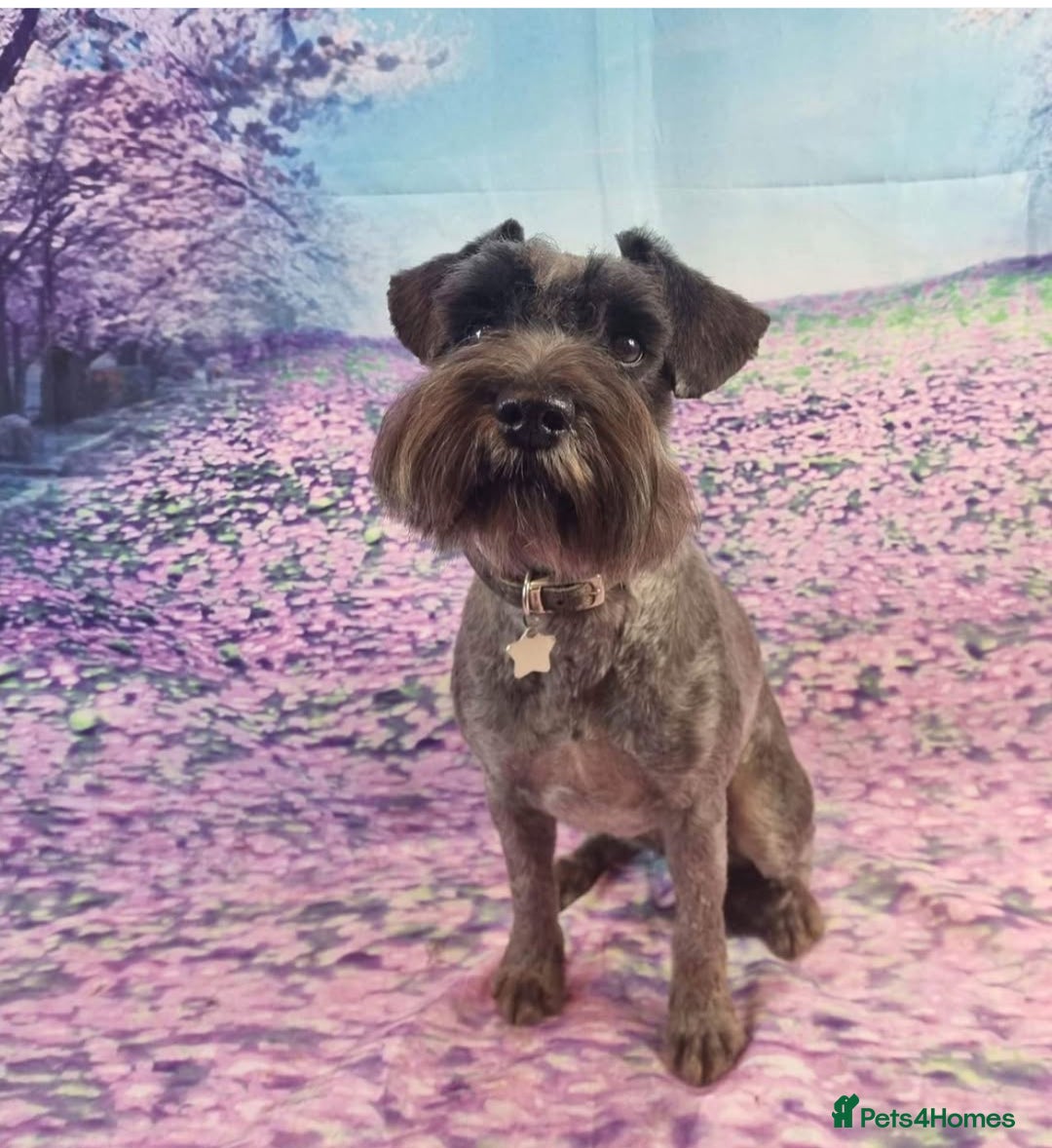 Miniature Schnauzer dogs for sale: KC miniature schnauzer (house trained) - Image 8