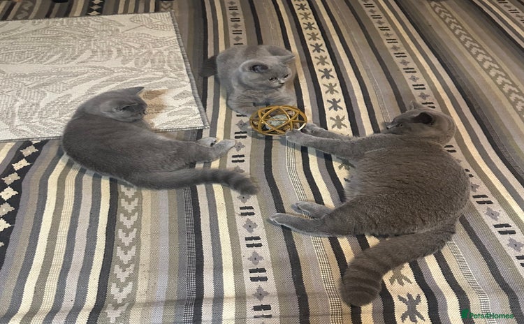 British Shorthair cats British Shorthair GCCF Registered Kittens  - Advert 1