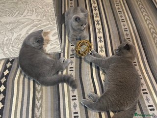 British Shorthair cats British Shorthair GCCF Registered Kittens - Advert 3