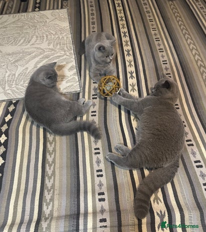 British Shorthair cats British Shorthair GCCF Registered Kittens - Advert 2