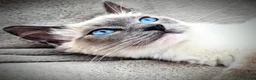 Ragdoll cats for sale: 2 boys for £700 (one from my other advert) - Advert 11