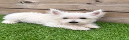 West Highland Terrier dogs for sale: West highland white terriers ⭐️ 3 boys ⭐️ - Advert 6