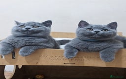 British Shorthair cats for sale: Amazing British shorthair blue kittens in Ware - Image 18