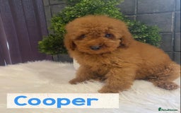 Miniature Poodle dogs for sale: Gorgeous Red Minature Poodles Puppies  - Image 19