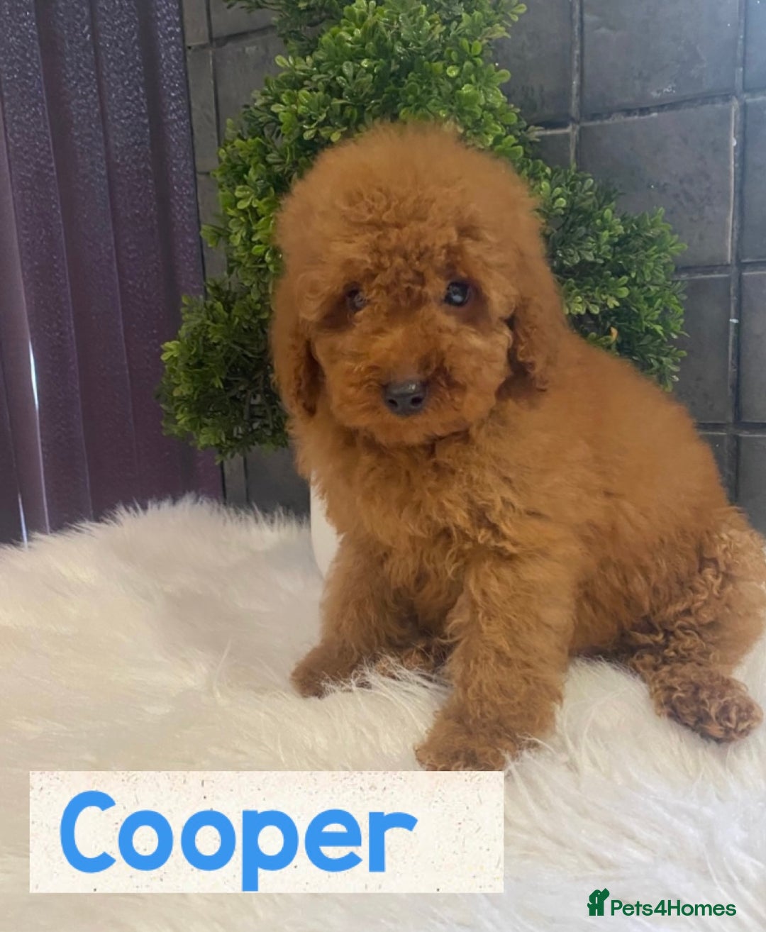 Miniature Poodle dogs for sale: Gorgeous Red Minature Poodles Puppies  - Image 19