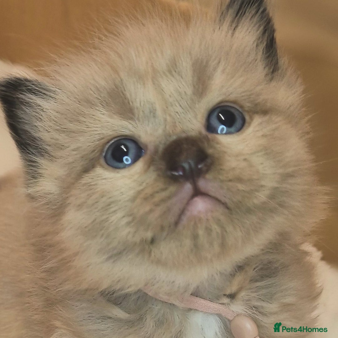 Ragdoll cats for sale: Proven healthy ragdolls 🐾 Sepias & traditionals   - Image 31