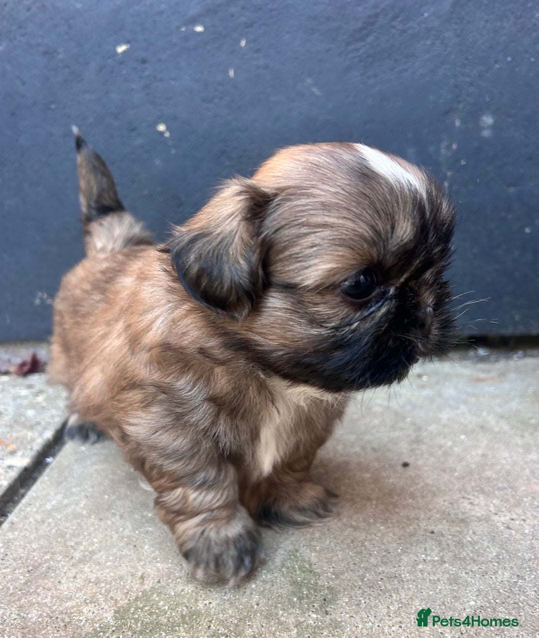 Shih Tzu dogs for sale: ShihTzu  - Image 14