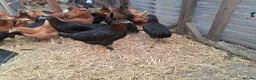 Chickens poultry for sale: Black copper marans hybrids  - Advert 1