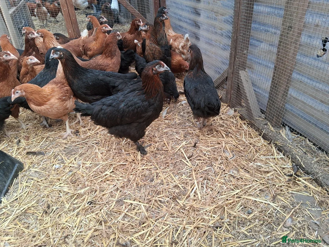 Chickens poultry for sale: Black copper marans hybrids  - Advert 1