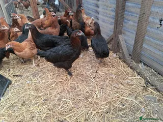 Chickens poultry Black copper marans hybrids - Advert 5