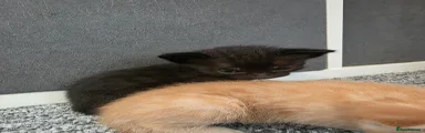 Black male