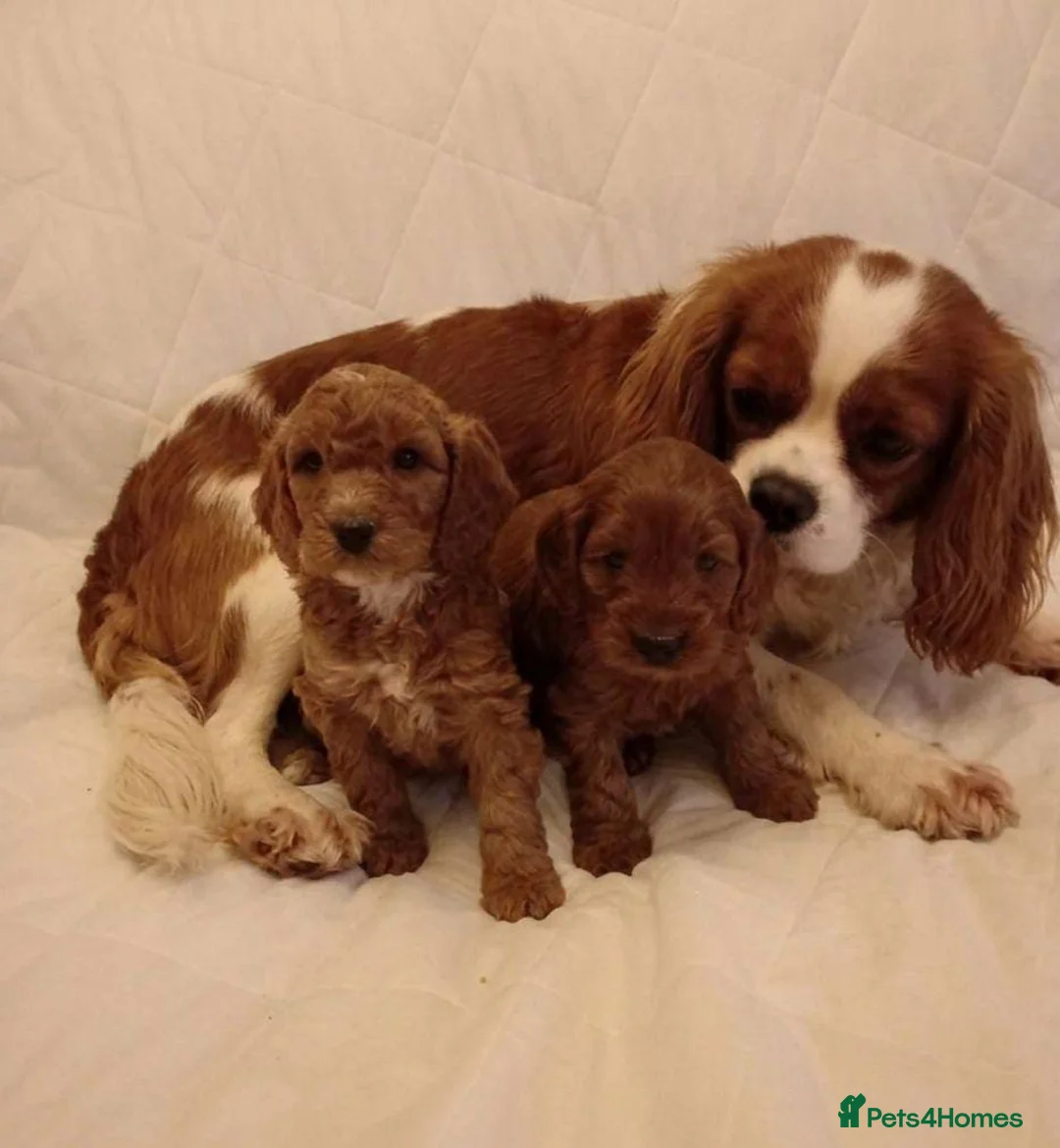Cavapoo dogs for sale: F1 Cavapoo puppies  in London - Advert 13
