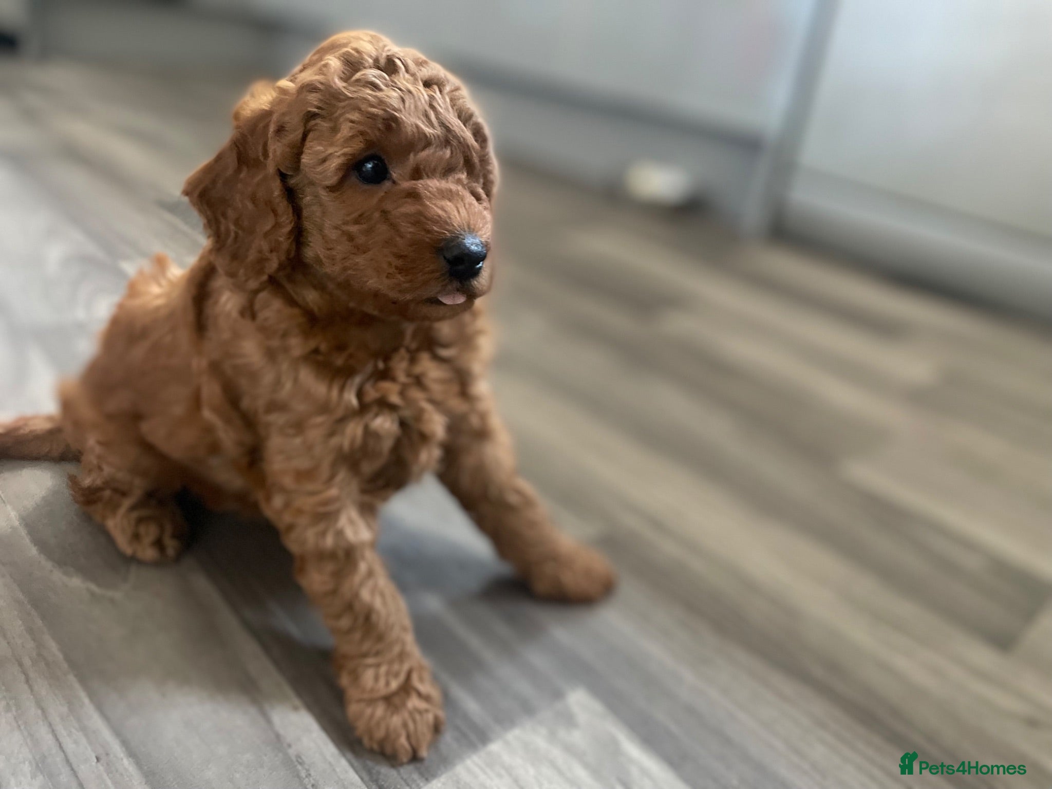 Miniature Poodle dogs KC Registered & Health checked Min. Poodle Puppies - Advert 1