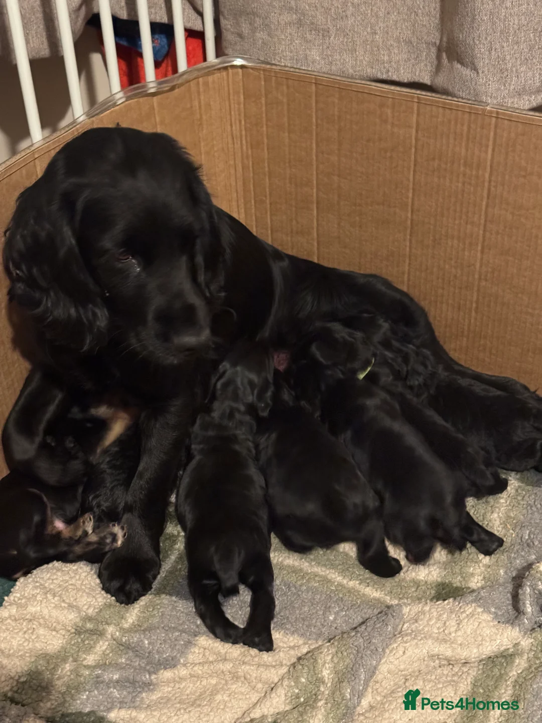 Cocker Spaniel dogs for sale: A gorgeous litter of WCS - Advert 8