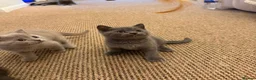 British Shorthair cats for sale: British Shorthair × Scottish Fold Mix Kittens - Advert 13