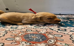 Labrador Retriever dogs for sale: KC REG Stunning Litter Fully Health Tested Parents - Image 21