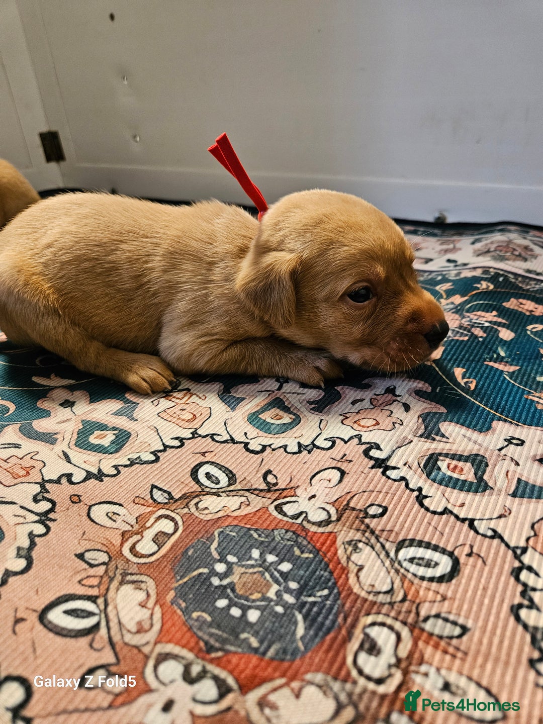 Labrador Retriever dogs for sale: KC REG Stunning Litter Fully Health Tested Parents - Image 21
