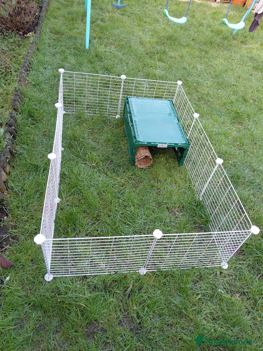 Guinea Pig rodents for sale: 2 Female Gineau Pigs For Sale - Advert 4