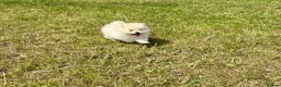 Pomeranian dogs for sale: Beautiful pups looking for forever homes - Advert 9