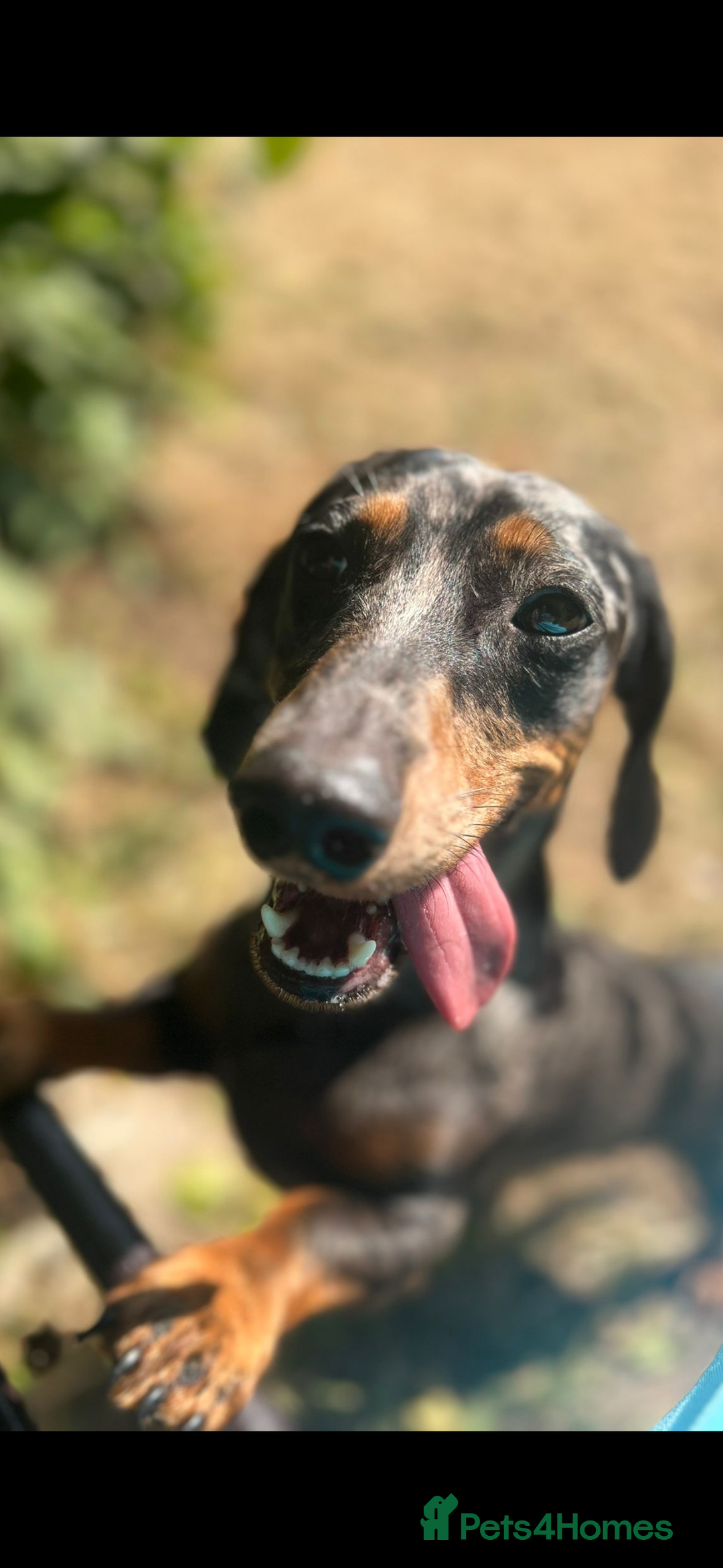 Dachshund dogs for sale: 1 year old Male Smooth Dapple Dachshund  - Image 3