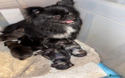Chihuahua dogs for sale: Pure Breed Chihuahua  - Image 25