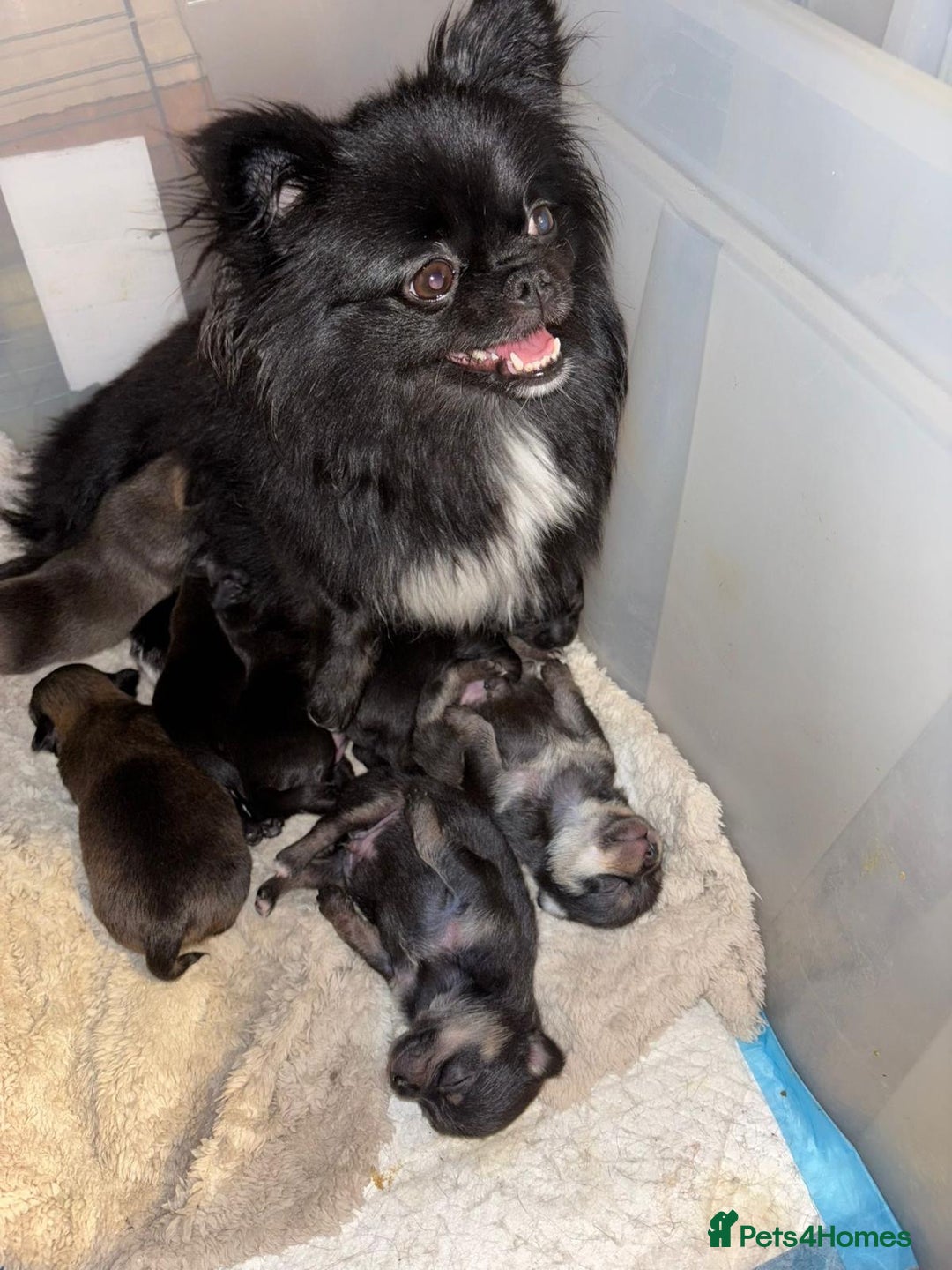 Chihuahua dogs for sale: Pure Breed Chihuahua  - Image 25