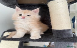 Maine Coon cats for sale: Cream beautiful and fluffy kittens  in Oxford - Image 13