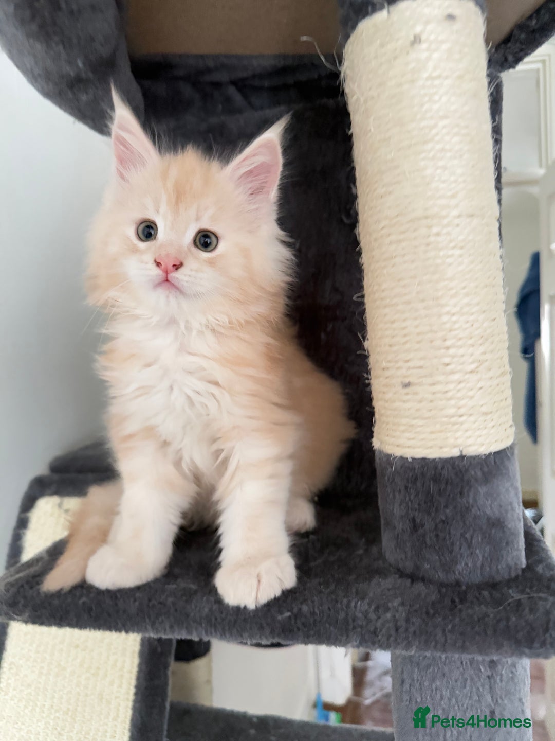Maine Coon cats for sale: Cream beautiful and fluffy kittens  in Oxford - Image 13
