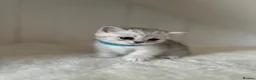 British Shorthair cats for sale: Stunning Snow Spot BSH Kittens  - Advert 10